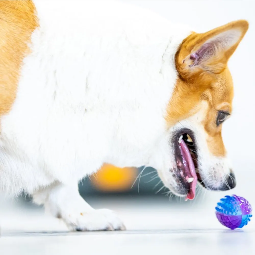 KOHE-VERSARY 8% OFF: GiGwi Squeaky Rugby Ball Dog Toy